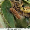 melitaea arduinna2 larva3 b